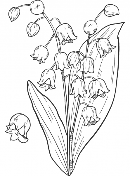 Lily of the Valley coloring page image