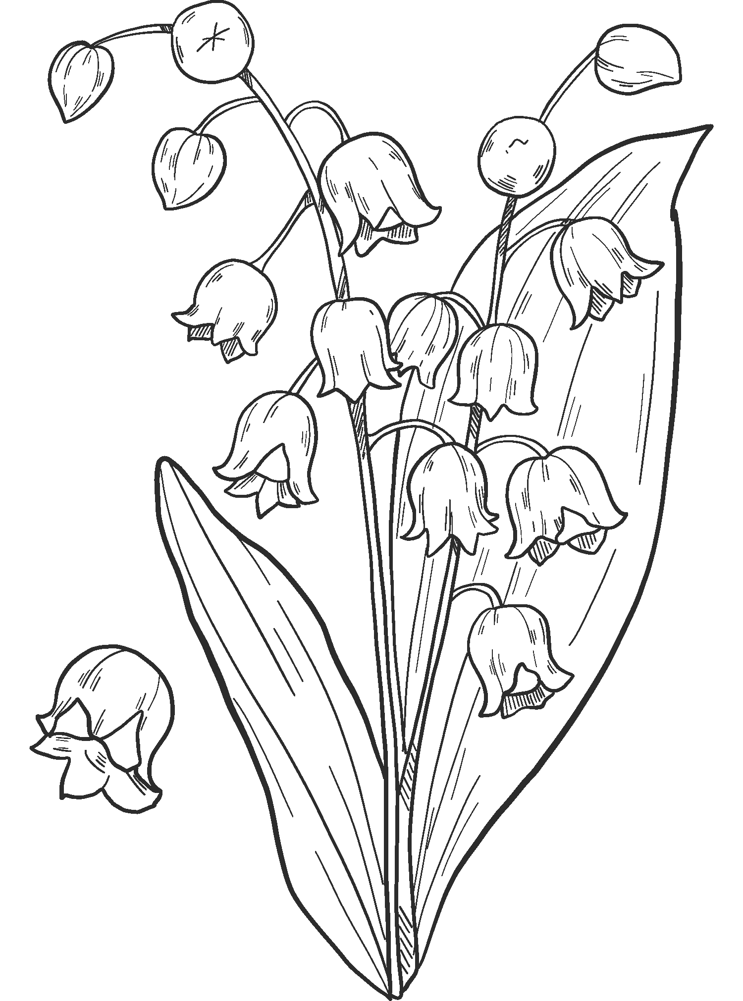 Lily of the Valley coloring page - ColouringPages