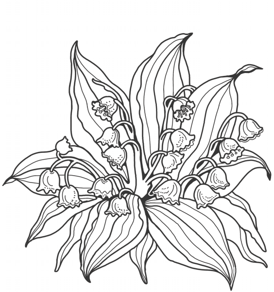 Lily of the Valley coloring page image