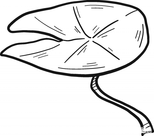 Lily Pad coloring page image