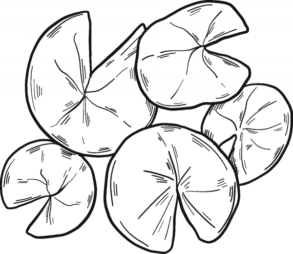 Lily Pads coloring page image