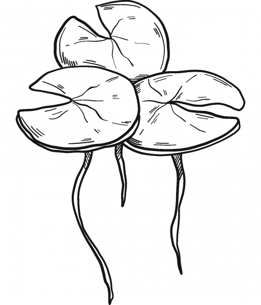 Lily Pads coloring page image