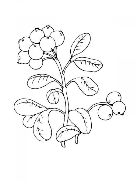 Lingonberry or Cowberry coloring page image