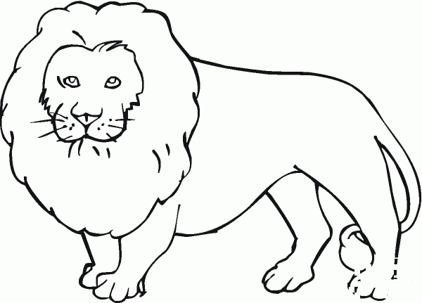 Lion coloring page image
