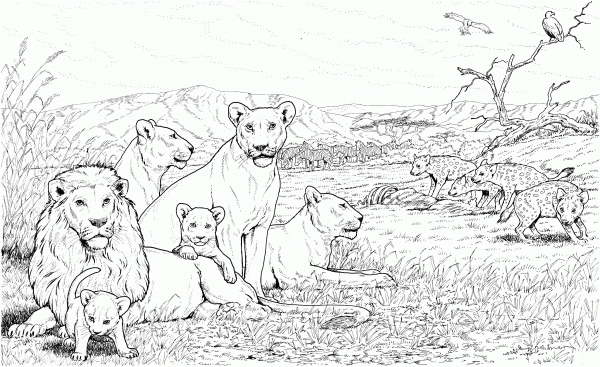 Lion Pride and Hyenas coloring page image