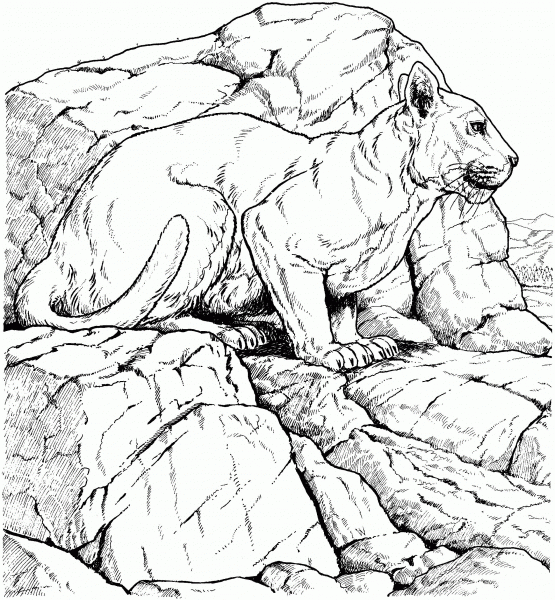 Lioness coloring page image