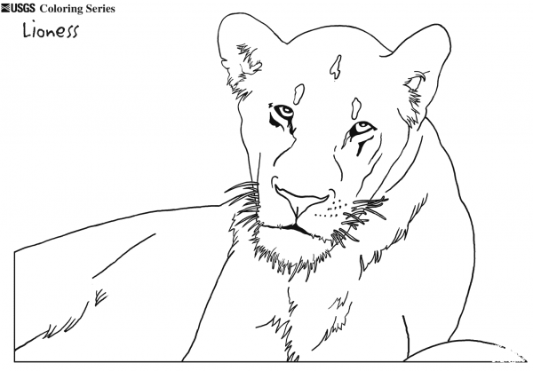 Lioness coloring page image