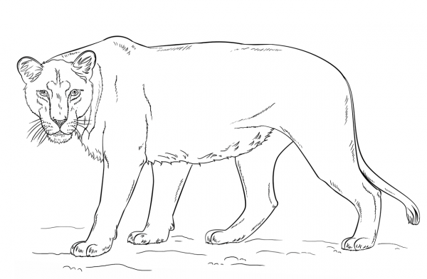 Lioness coloring page image