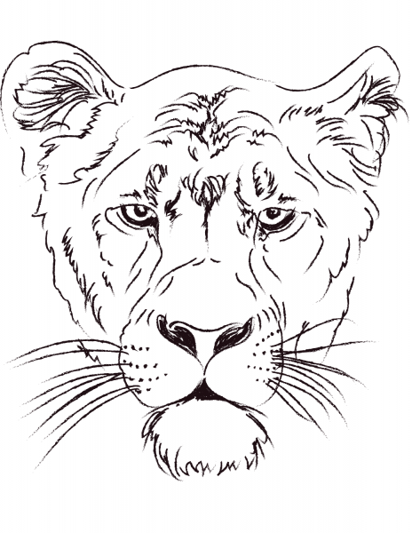 Lioness Head coloring page image