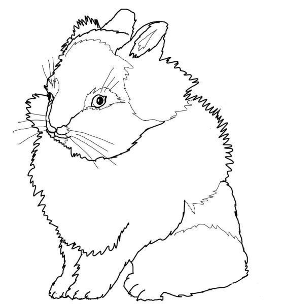 Lionhead Rabbit coloring page image