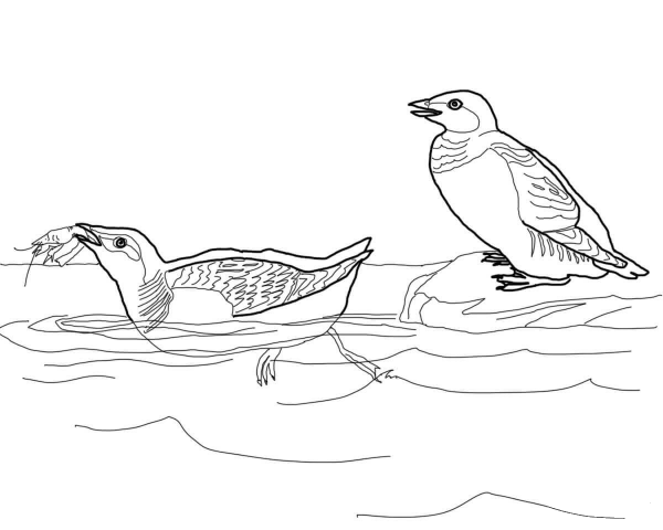 Little Auk coloring page image