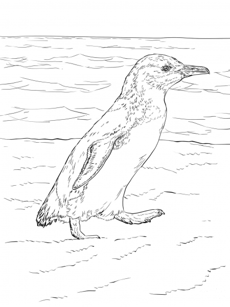 Little Blue Penguin Walks coloring page image