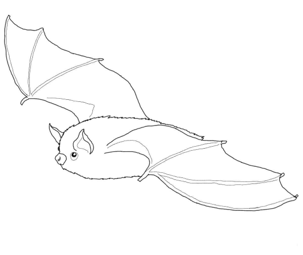 Little Brown Bat coloring page image