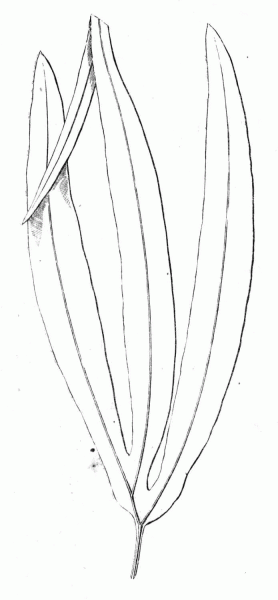 Little Fern Leaf coloring page image