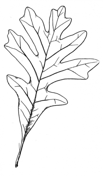 Little Leaf of Oak  coloring page image