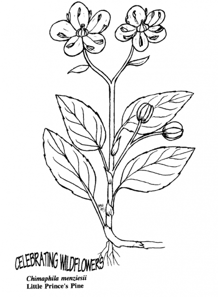 Little Prince’s Pine coloring page image