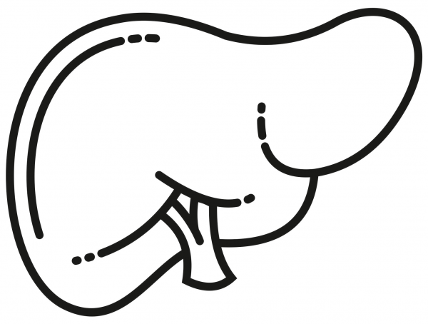 Liver coloring page image
