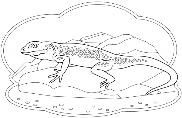 Lizard coloring page image