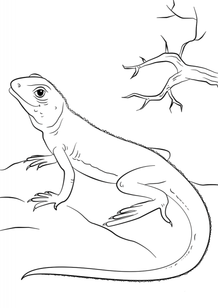 Lizard coloring page image