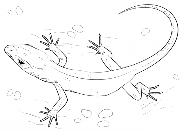 Lizard coloring page image