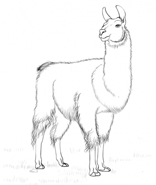 Llama coloring page image