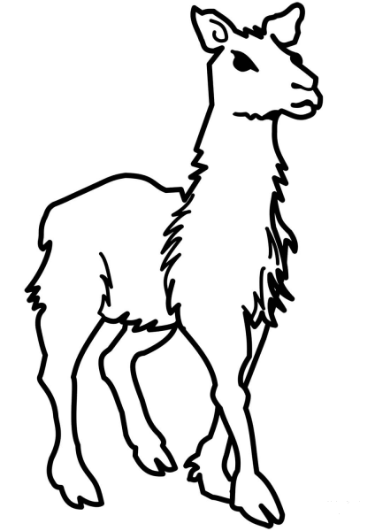 Llama  coloring page image