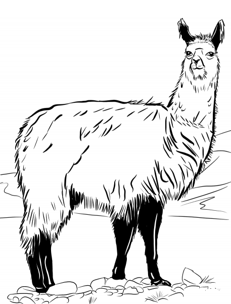 Llama coloring page image