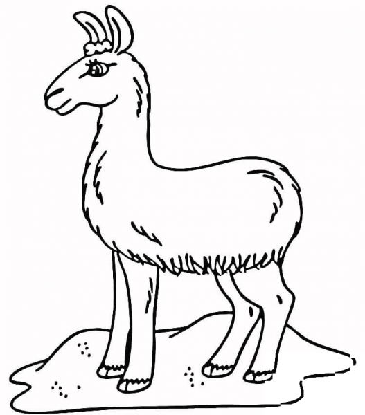Llama in the Field  coloring page image
