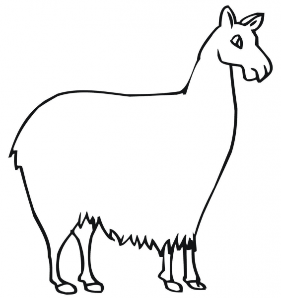 Llama South American Camelid coloring page image