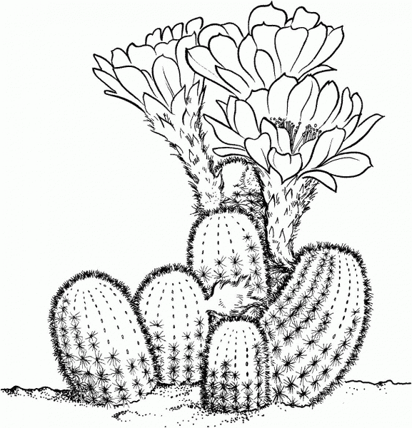 Lobivia Famatimensis Cactus coloring page image