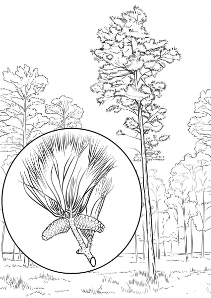 Loblolly Pine coloring page image