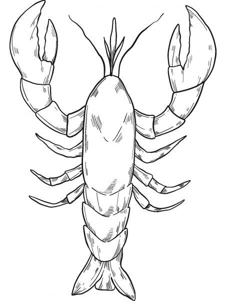 Lobster coloring page image