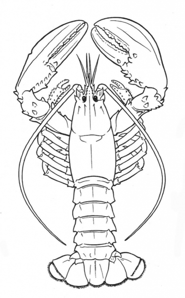 Lobster coloring page image