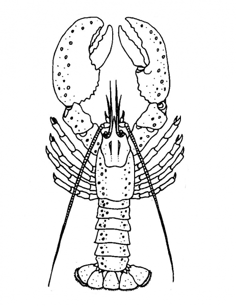 Lobster coloring page image