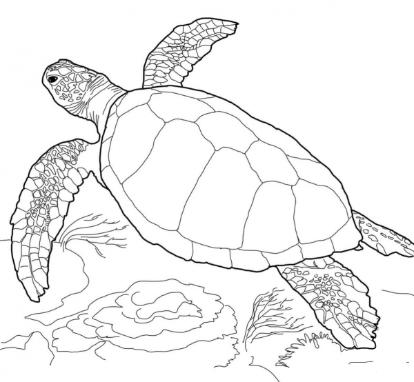 Loggerhead Sea Turtle coloring page image
