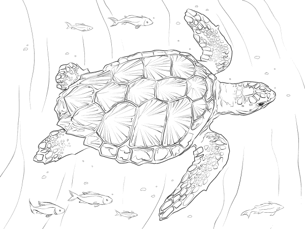 Loggerhead Turtle coloring page image