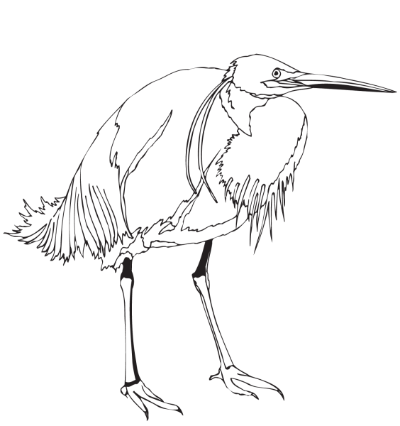 Lonely Egret coloring page image