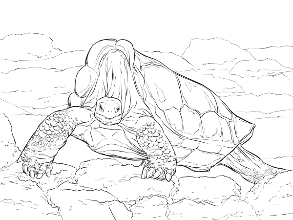 Lonesome George Pinta Island Giant Tortoise coloring page image