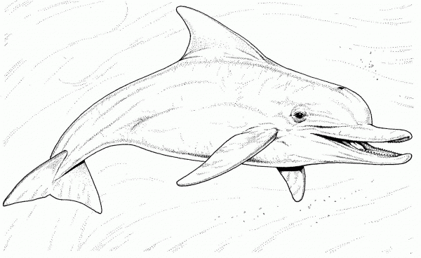 Long-Beaked Common Dolphin coloring page image