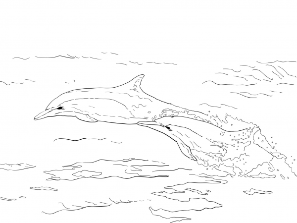 Long Beaked Common Dolphins coloring page image