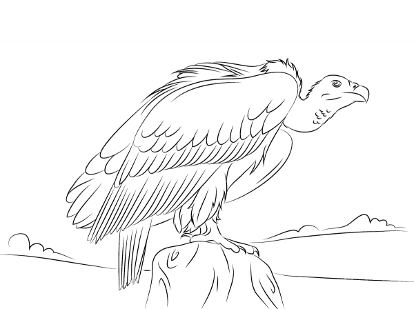 Long Billed Indian Vulture coloring page image