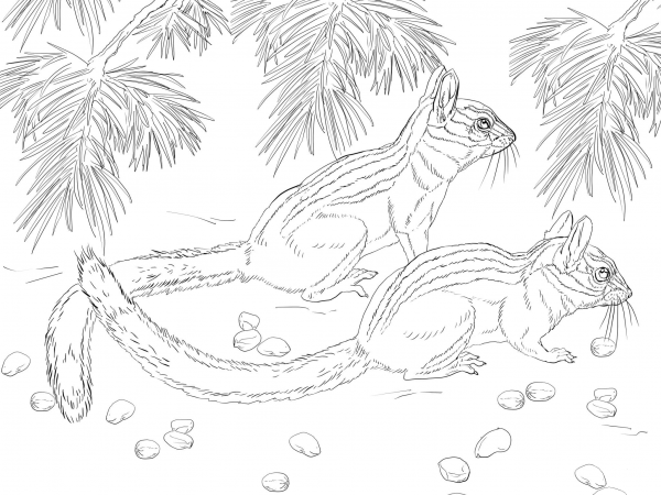 Long Eared Chipmunk coloring page image