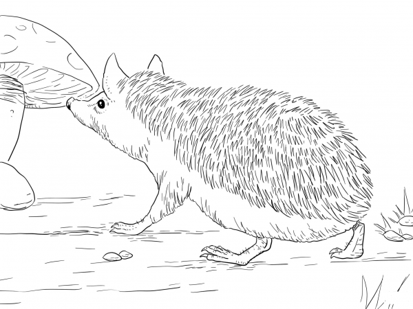 Long Eared Hedgehog coloring page image