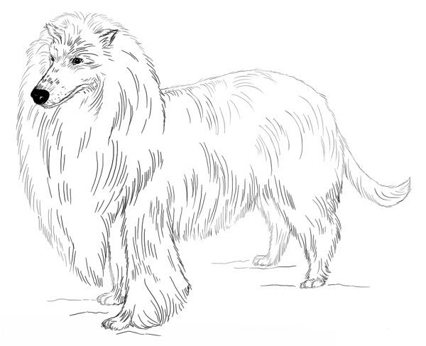 Long-haired Collie coloring page image