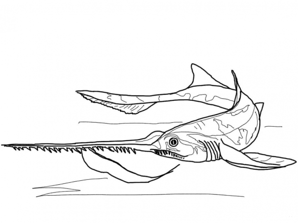 Long Nose Sawshark coloring page image