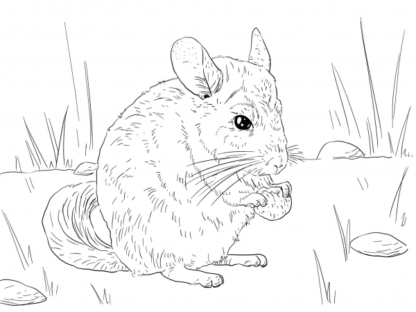 Long Tailed Chinchilla coloring page image