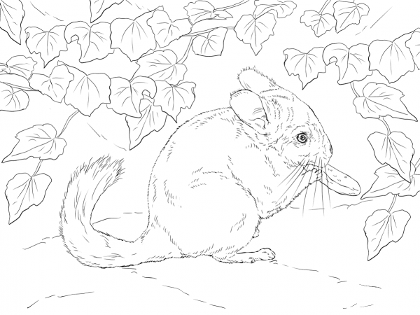Long Tailed Chinchilla coloring page image