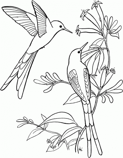 Long Tailed Sylph Hummingbird coloring page image