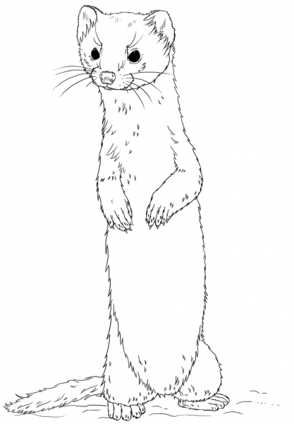 Long-tailed weasel standing coloring page image