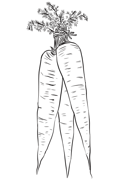 Long Yellow Carrots coloring page image
